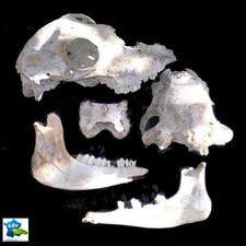 CRANES & OS TAXIDERMIE CABINET DE CURIOSITÉ HALLOWEEN LIVRÉ DOMICILE 48H COLISSI