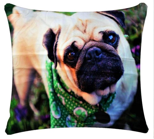Chien carlin mignon - chien,
