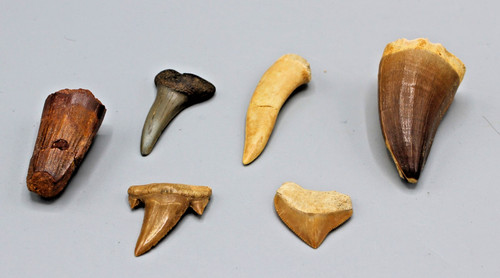 Collection lot dents anciennes - lot,