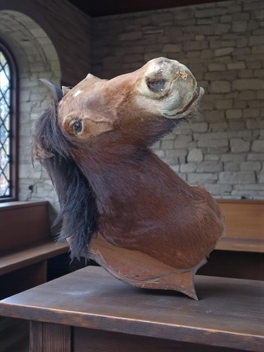 Très rare taxidermie - , cabinet