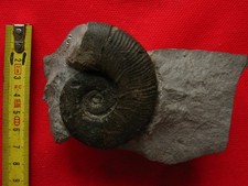 Ammonite de l'Hauterivien 