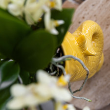 Coffret cadeau méditerranéen : orchidée et plantes succulentes dans le...