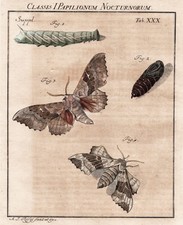 Moth Caterpillar Nuit Papillon Tab XXX Gravure Cuivre  Rösel Rosenhof 1746