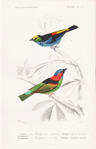 Tangara cyanocephala oiseau - tangara,