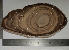 Grande tranche bois fossilisé