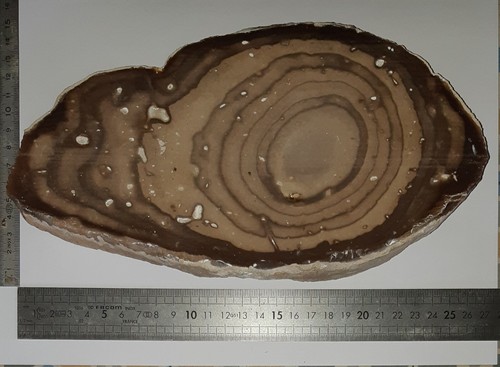 Grande tranche bois fossilisé