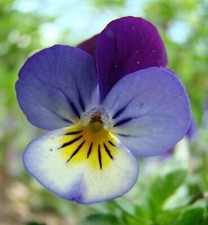 100 Graines de Pensée sauvage non traitées -Viola tricolor L. Violette tricolore