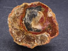 bois fossilisé (poli d'un coté) Mahajanga , Madagascar