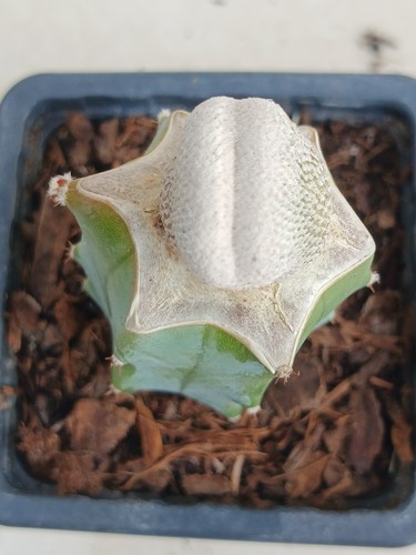 Epithelantha bokei cristata - epithelantha,