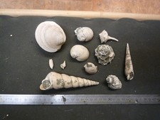 FOSSILES DU SUD EST DE LA