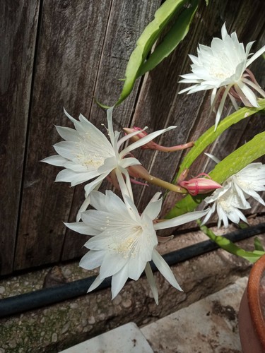 Epiphyllum pumilla boutures - epiphyllum,