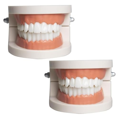 Faux dentier modèle - dentier, modèle,modèle