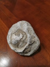 Corail fossile gros et rare