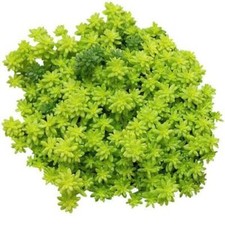 SEDUM rupestre ou Sedum rupestris plante succulente plante propagation x5 pieds 