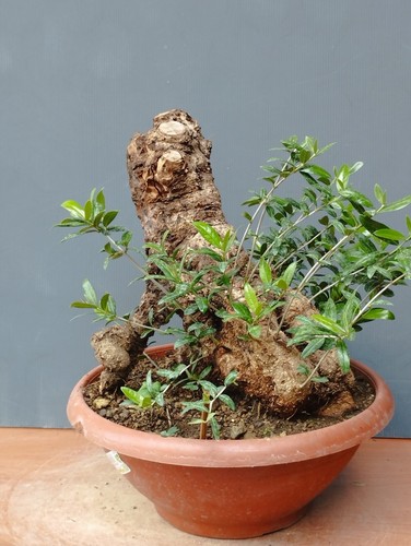 Bonsaï olivier 21 cm - 21,