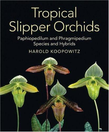Tropical slipper orchids - slipper,