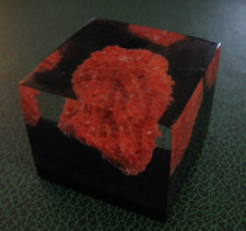 inclusion Corail rouge année
