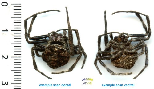 Araignée crabe - araignée, ‘’crabe’’
