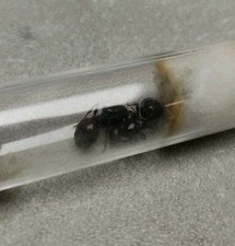 Fourmis Messor Barbarus deux