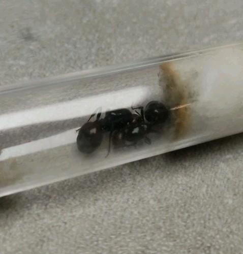 Fourmis messor barbarus - fourmis, deux