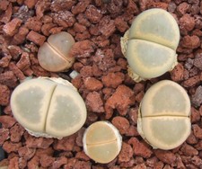10 graines de LITHOPS dinters