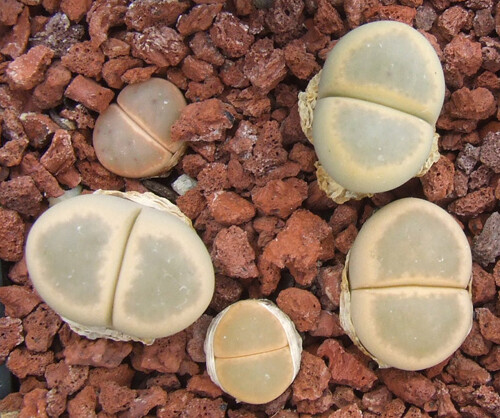 Graines lithops dinters - lithops,
