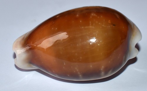 Coquillage cypraeadae - -,