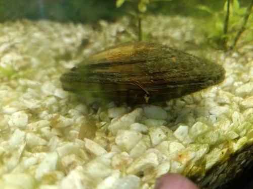 Moules eau douce anodonte - moules,