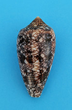 Conus canonicus (Cylinder)