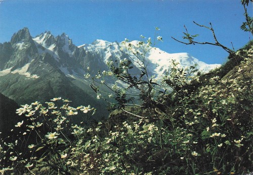 Chamonix mont blanc bouton - 74,