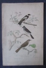 ANCIENNE GRAVURE OISEAUX GOBE