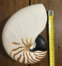 Gros coquillage Nautile