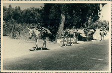 Espagne, env. Córdoba, Ânes porteurs, ca.1950, Vintage silver print Vintage silv