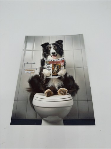 Affiche chien border collie - affiche,