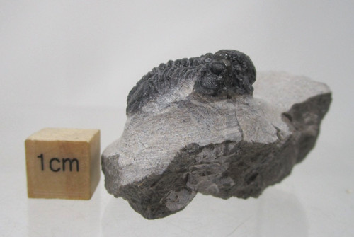 Devonian fossil trilobite - fossil,