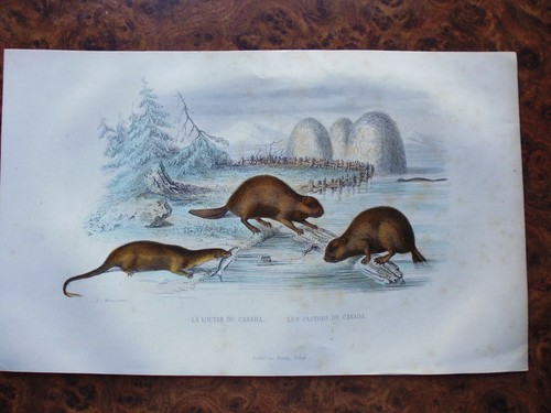 Gravure animaux buffon la - animaux, 19°:buffon:la