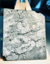 Météorite tranche de Campo