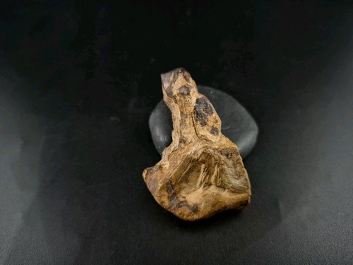 Fossil crab claw - crab,