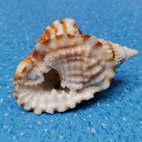 Naturel conque coquilles mer - naturel,