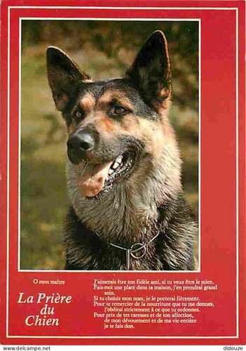 Carte postale animaux - postale,