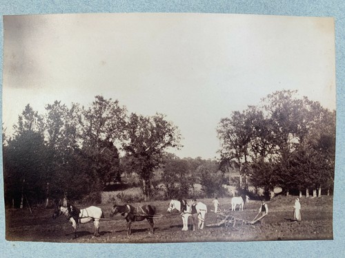 Photo albumine charrue chevaux - photo,