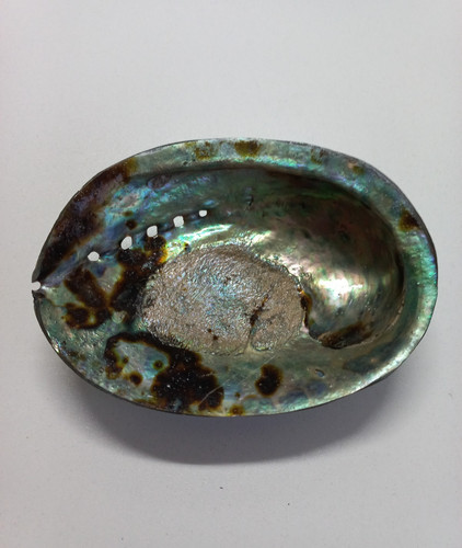 Coquillage ormeau abalone - coquillage,