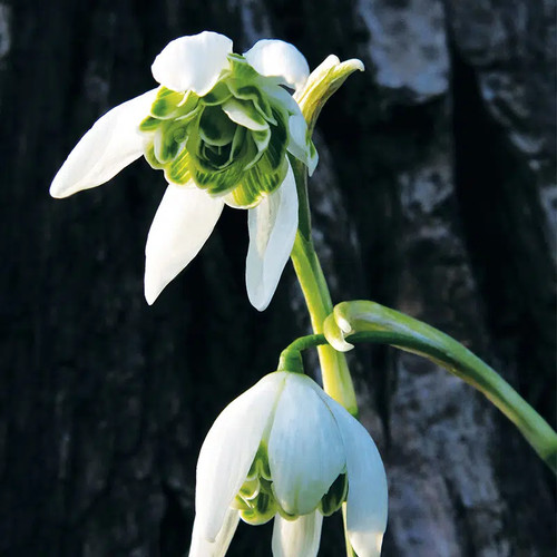 Galanthus nivalis