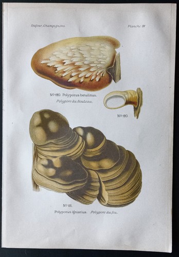 1891 planche couleur - planche,
