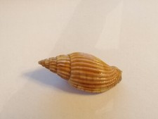 Voluta Lyria Delessertiana.