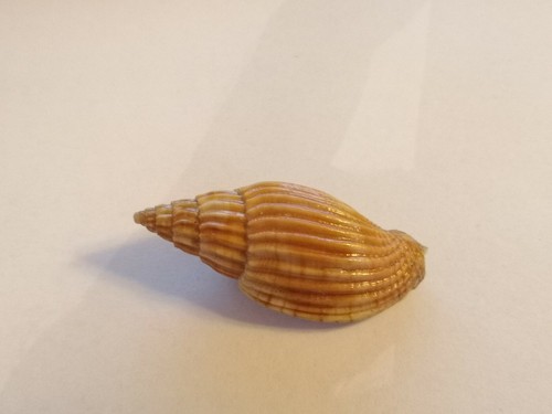Voluta lyria delessertiana - voluta,
