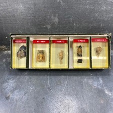 Série d’inclusions anatomiques – Cerveaux d’animaux - matériel pédagogique scien