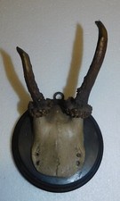 ANCIEN TROPHEE DE CHASSE de 1912 . CORNE DE CHEVREUIL . BOIS 10 cm 2 CORS . n°2