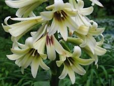 Lys géant de l'Himalaya - Cardiocrinum Giganteum - 5+ graines - Graines - W 133