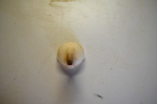 Buse pour Nespresso Pixie Krups - MS-0062589 C60 D60 MAGIMIX